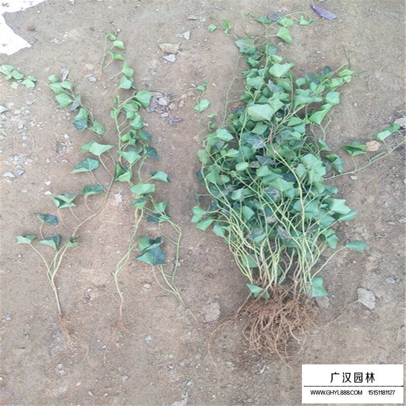 常青藤的圖片大全