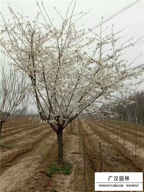 單櫻的價格