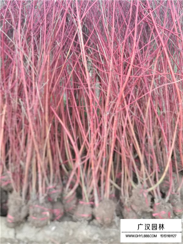 紅端木多少錢？看廣漢園林
