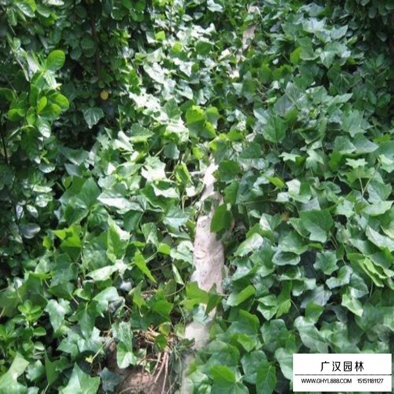 常春藤的種植方法