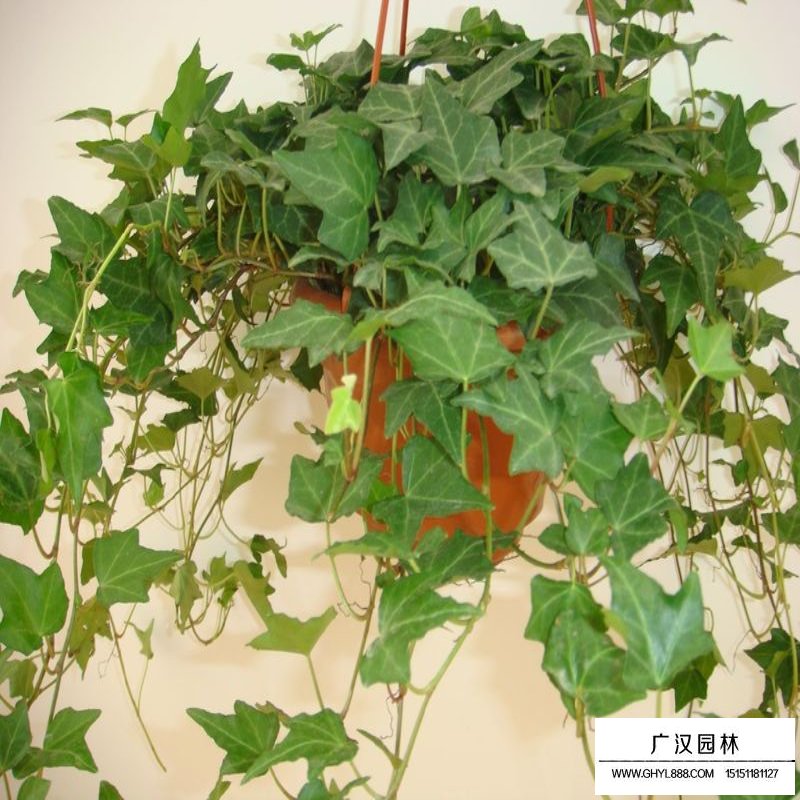 常青藤的種植方法有哪些？