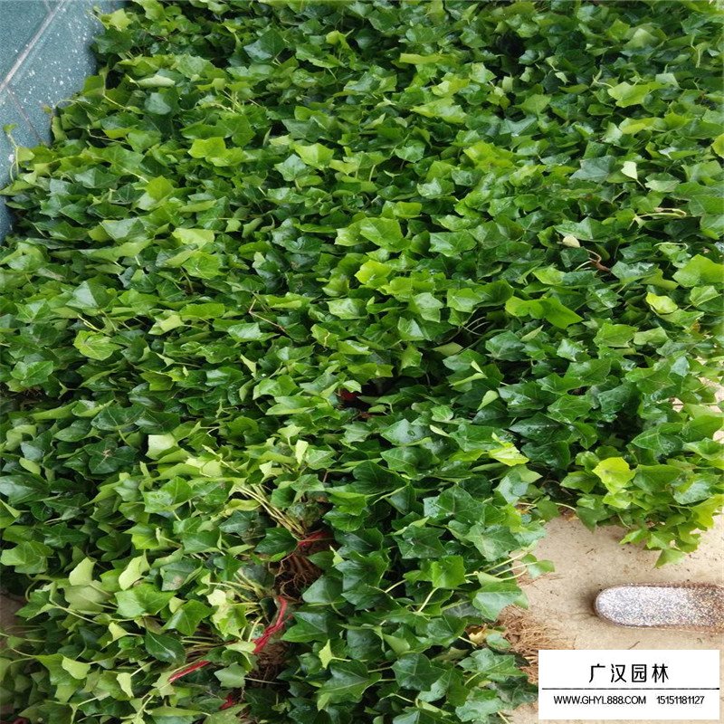 常青藤的種植方法有哪些？