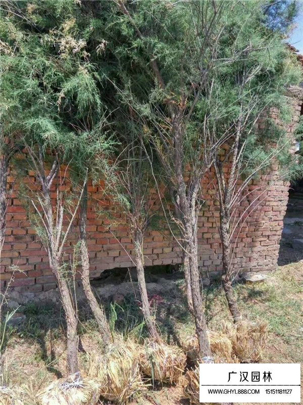 廣漢園林:檉柳哪里分布最廣泛