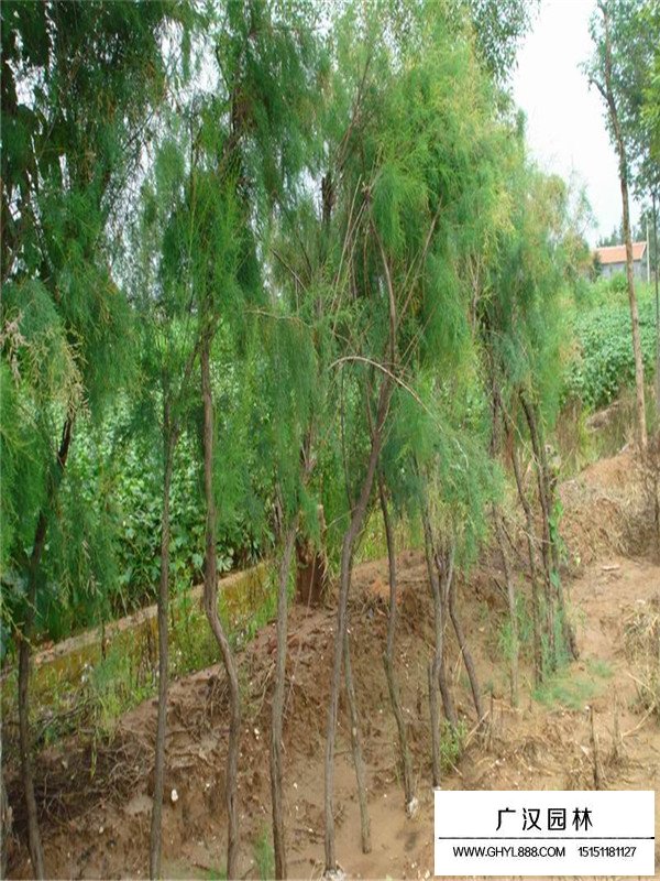 檉柳的基地---廣漢園林