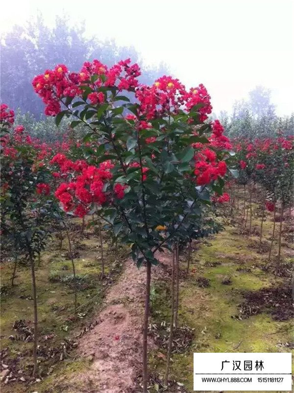 紅火球紫薇2018最新價格