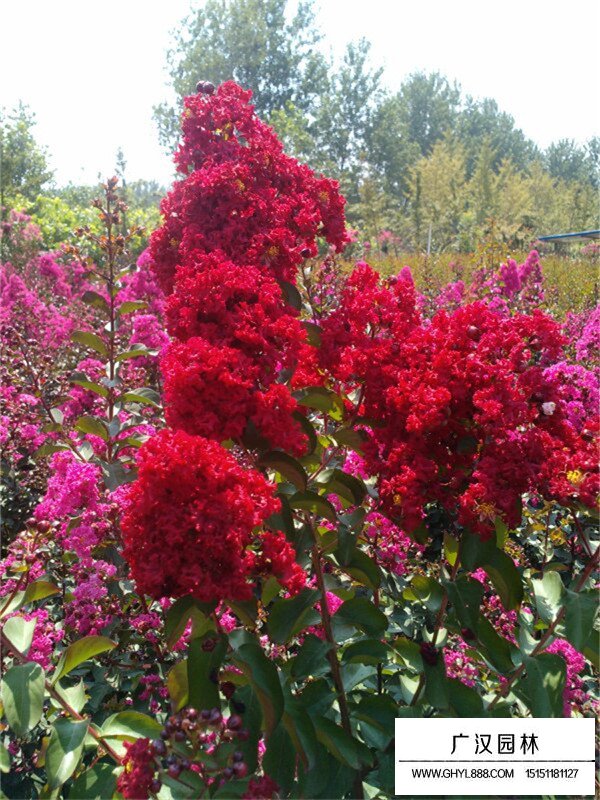 紅火球紫薇2018最新價格
