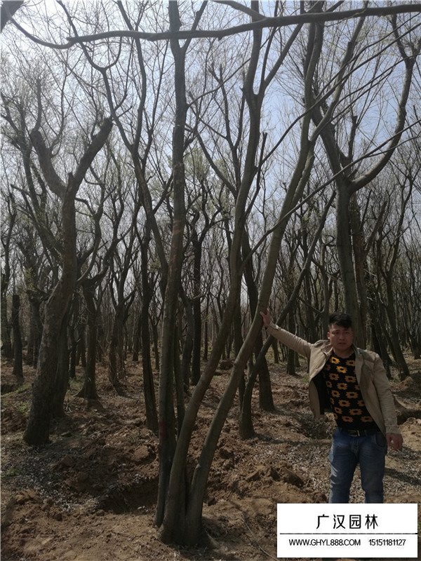 怎么培育叢生樸樹？