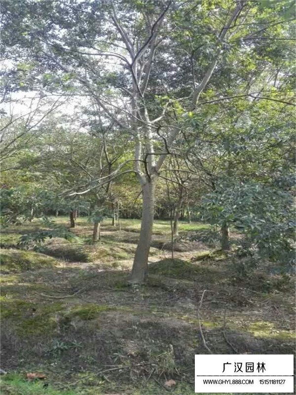 廣漢園林出售無患子苗木