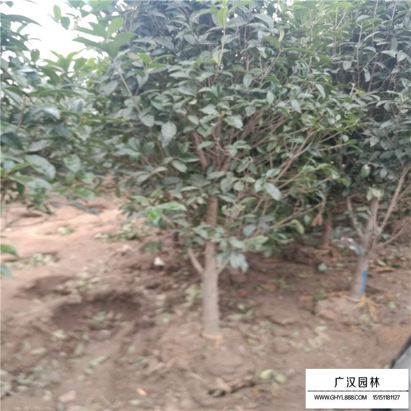 沭陽桂花樹價格