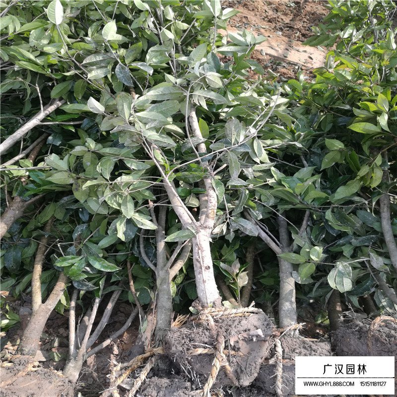 沭陽桂花樹價格