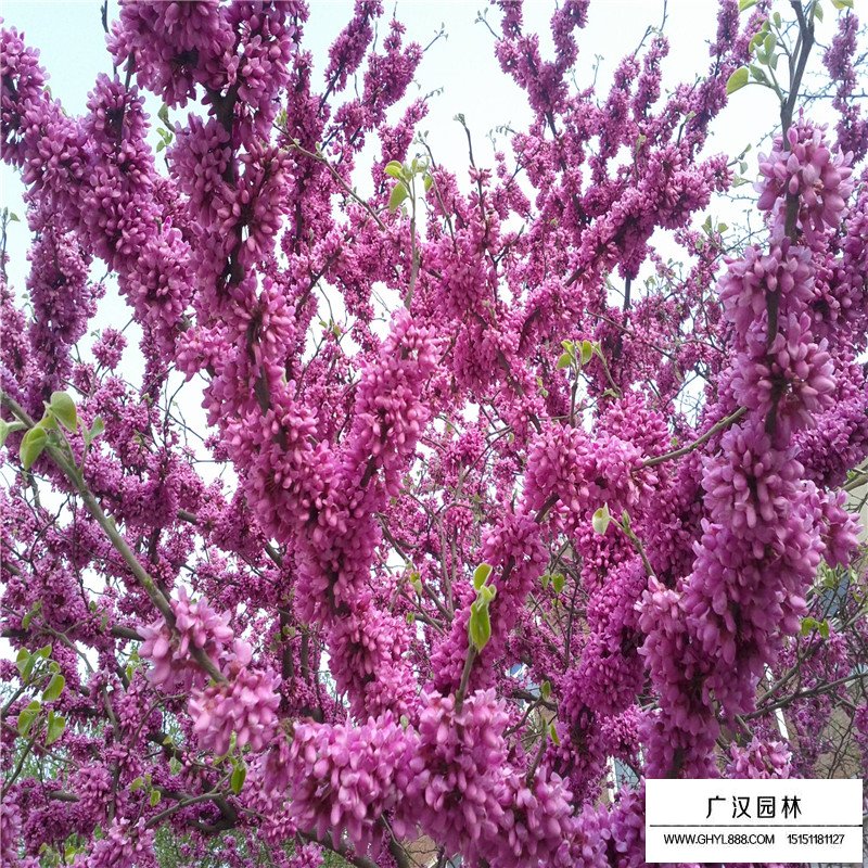 紫荊樹嫁接砧木