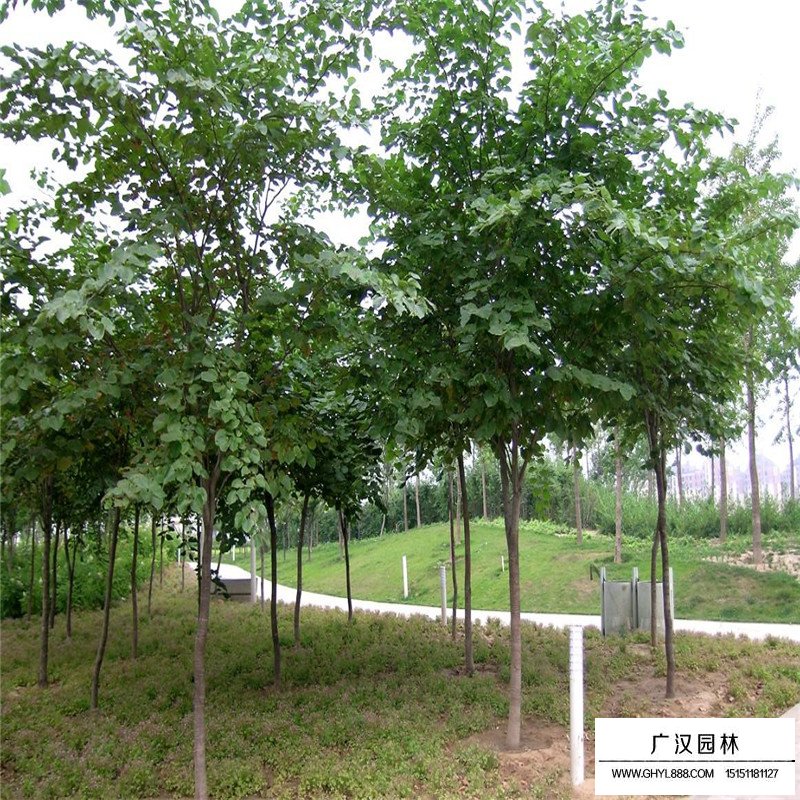 紫荊樹嫁接砧木