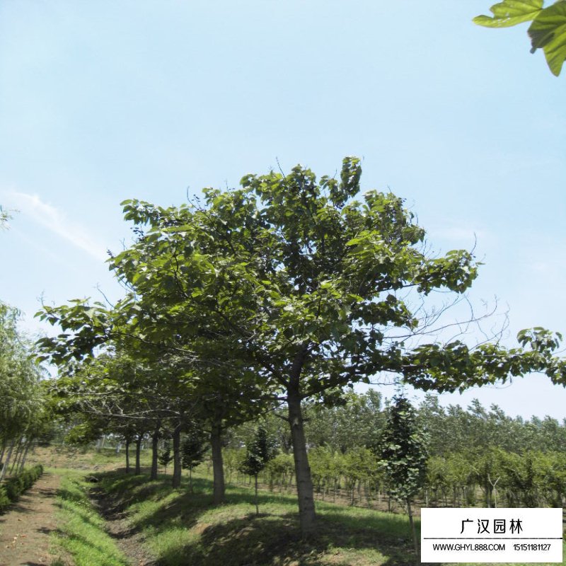 青銅樹苗的采購