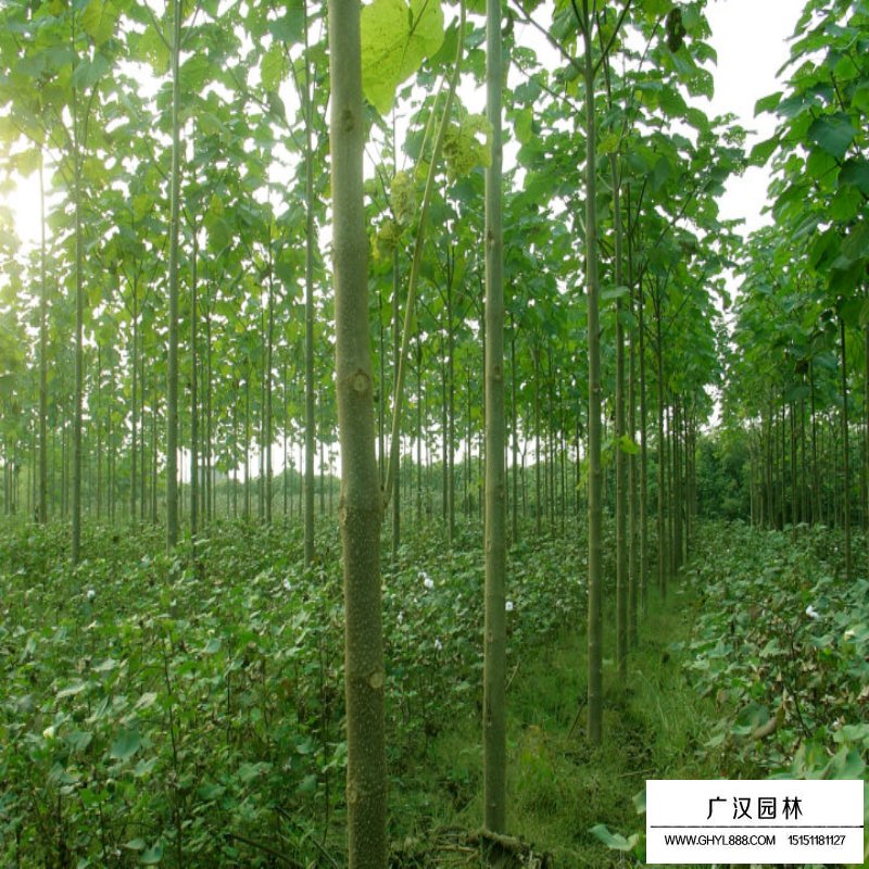 青銅樹苗的采購