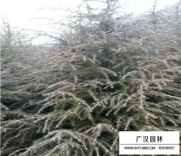 雪松樹苗圖片大全