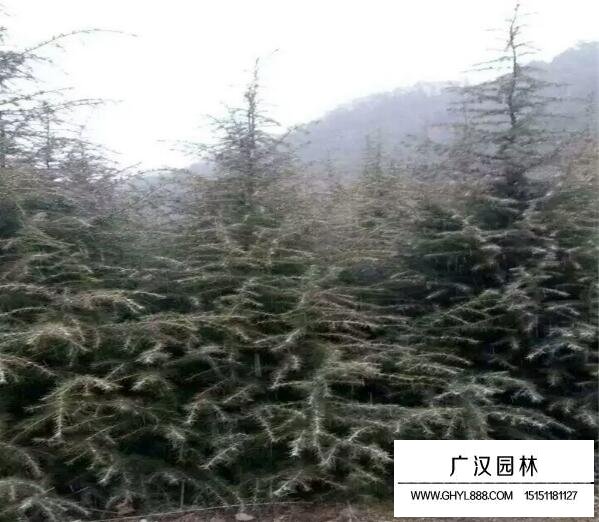 雪松樹苗圖片大全