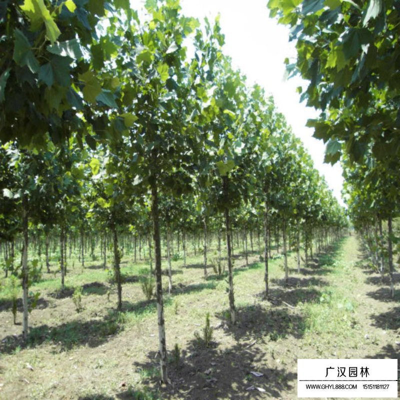 青桐樹怎么養護