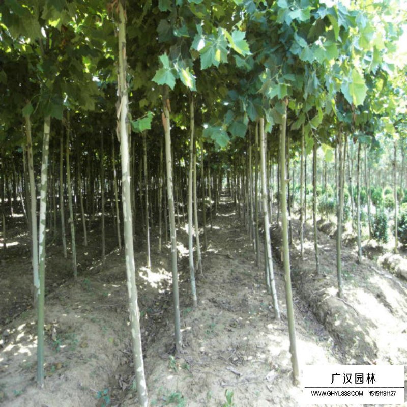 青桐樹怎么養護