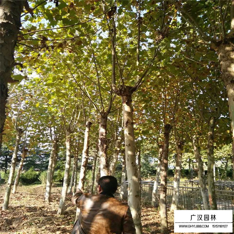 青桐樹怎么養護