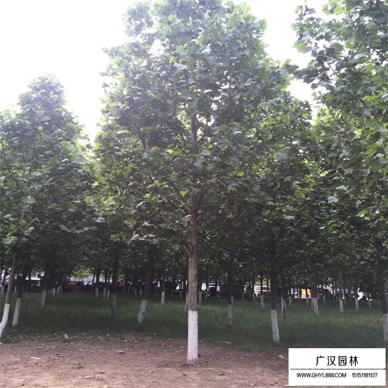 青桐樹怎么養護
