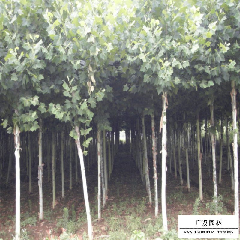 青桐樹怎么養護