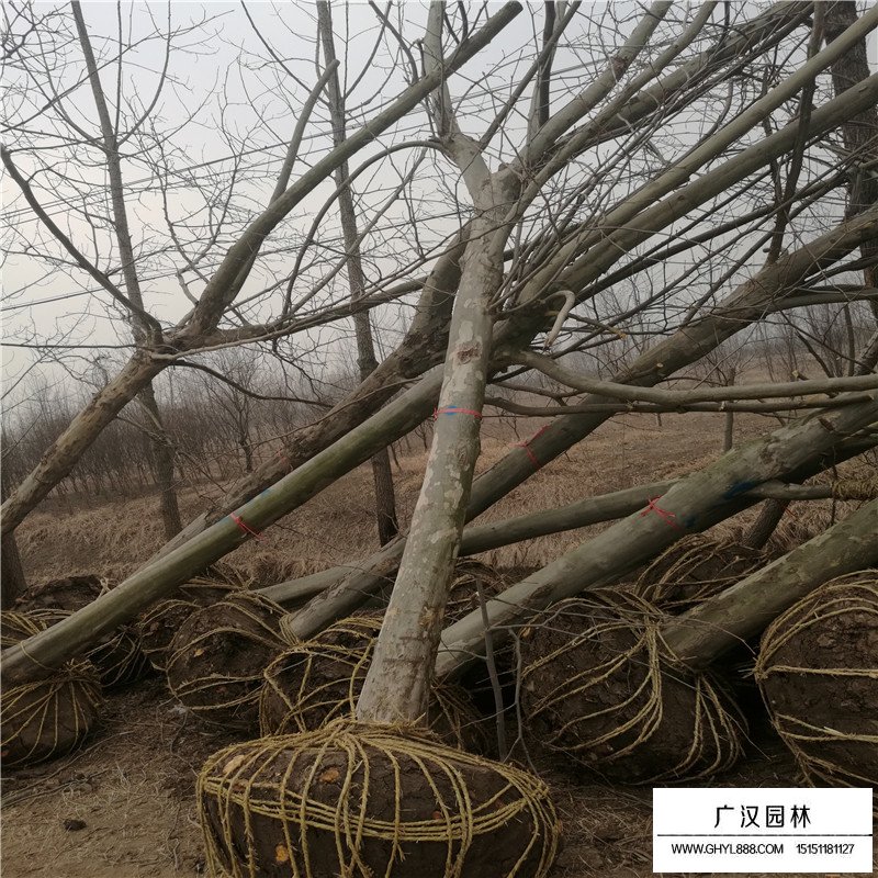青桐樹怎么養護
