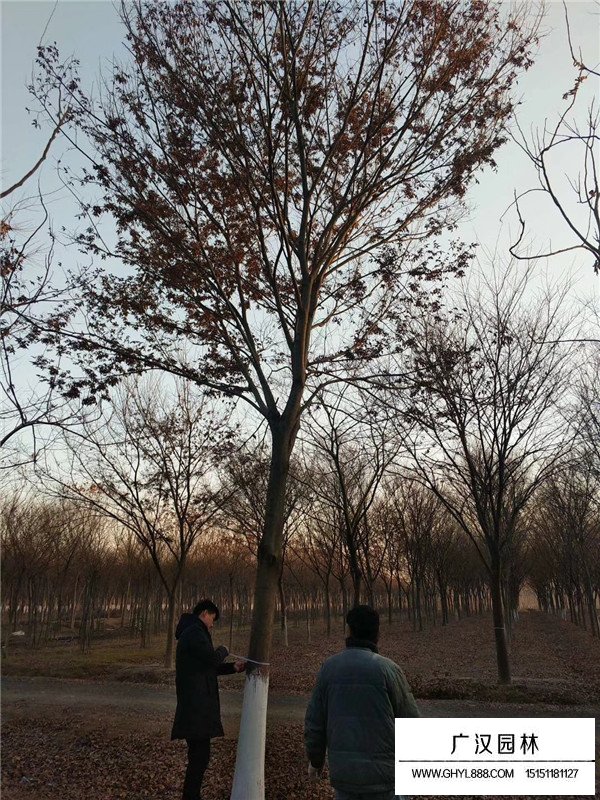 紅櫸樹什么樣？