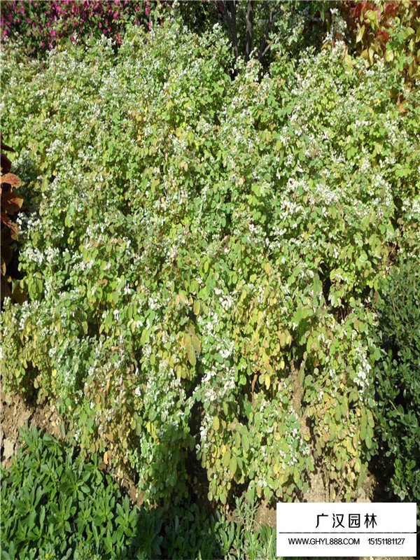 珍珠梅多長時間澆一次水