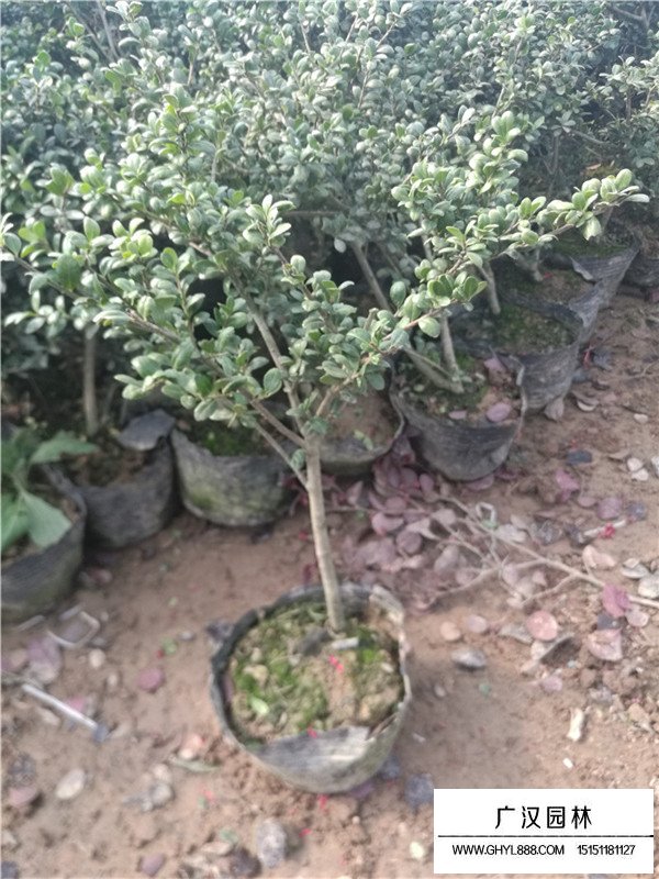 龜甲冬青種植成活后又枯萎了