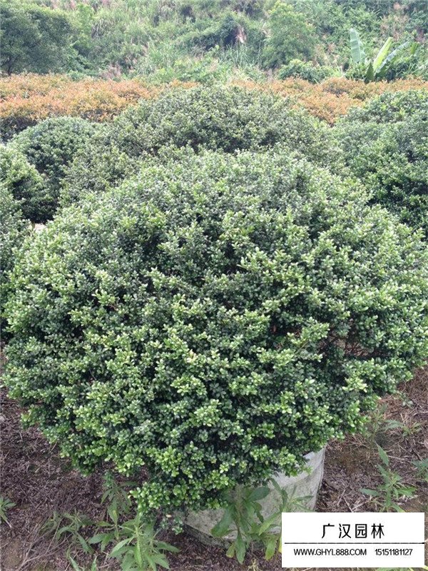龜甲冬青種植成活后又枯萎了