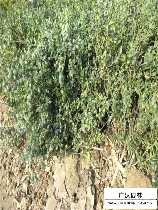 龜甲冬青種植成活后又枯萎了