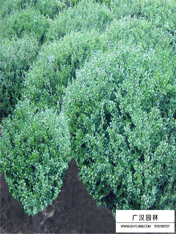 龜甲冬青種植成活后又枯萎了