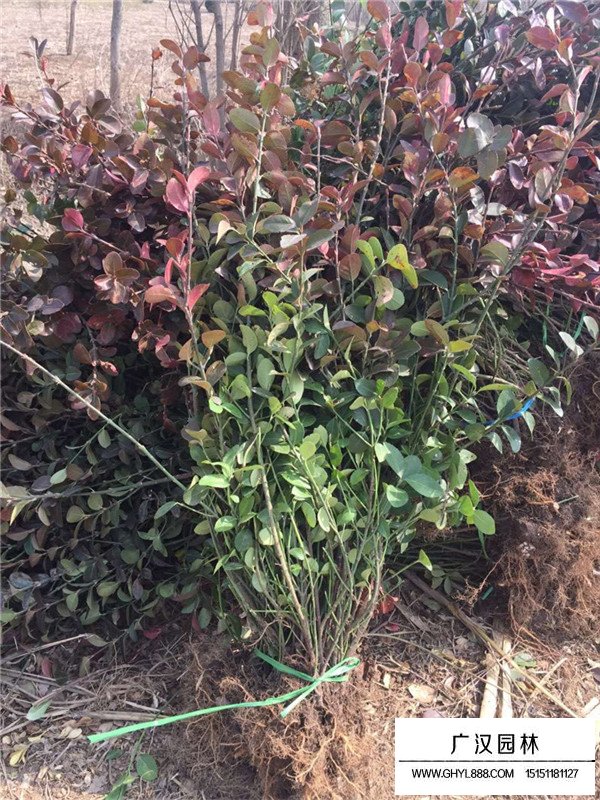 冬青和膠東衛矛的區別?