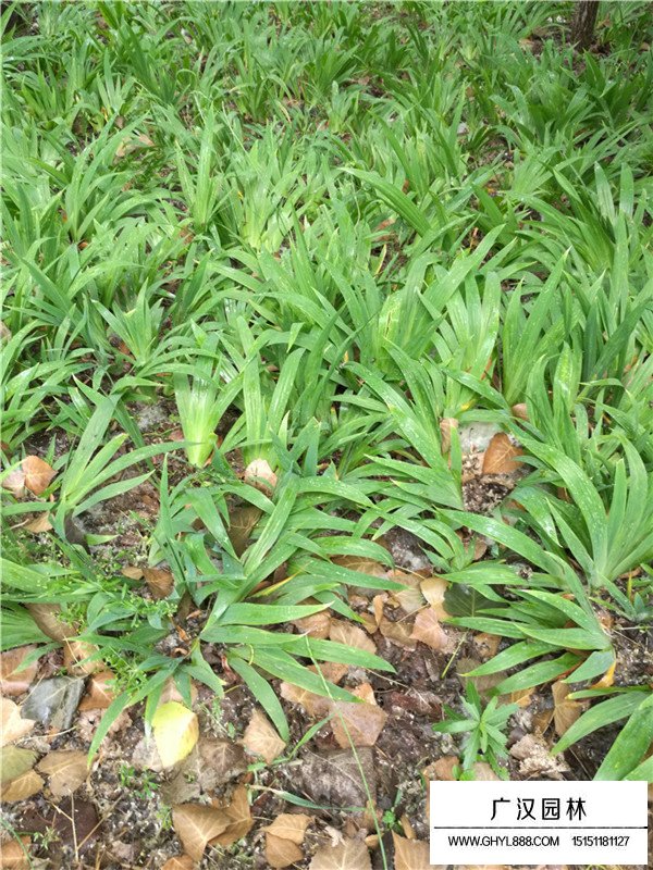 德國鳶尾哪里有賣