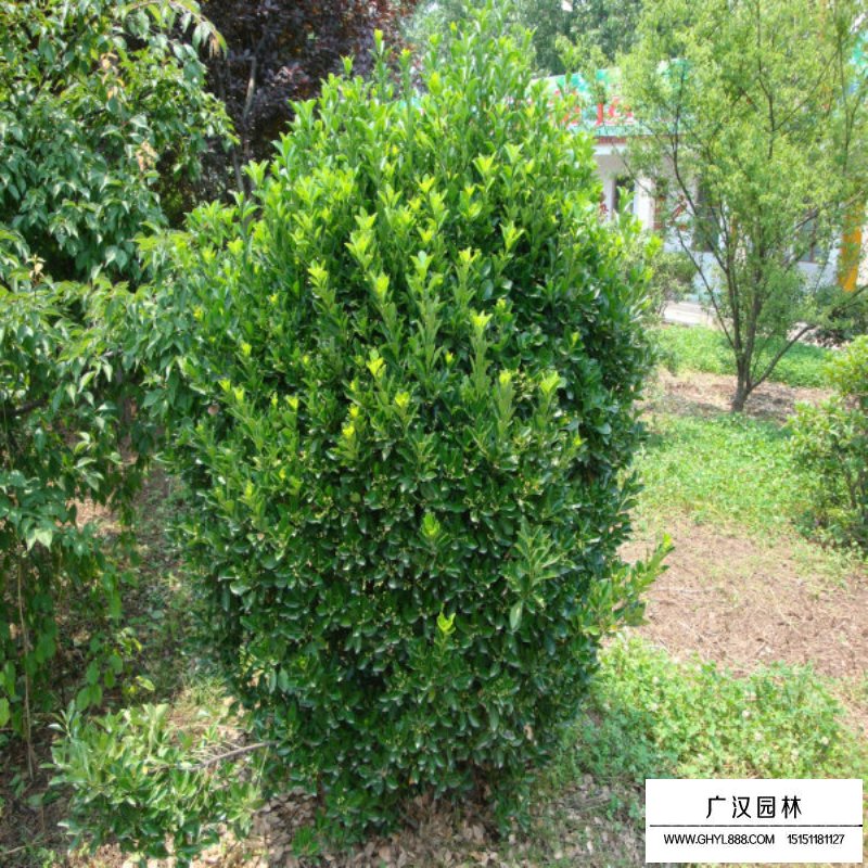 大葉黃楊球價格表