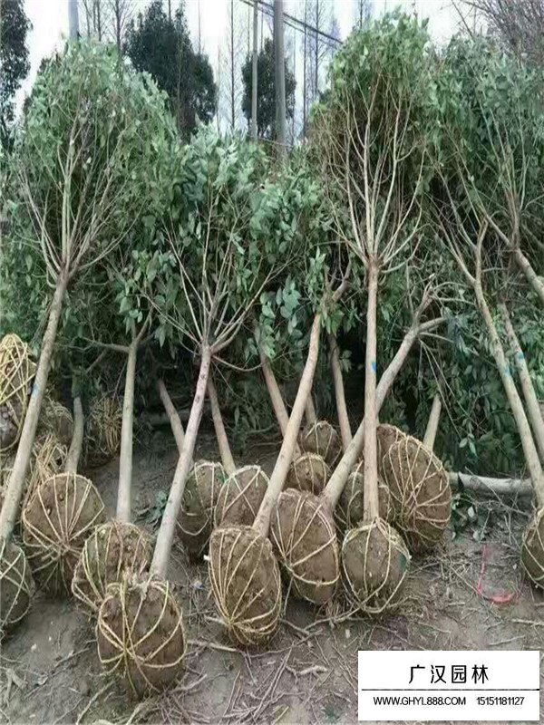 大葉女貞屬于常綠少喬木嗎