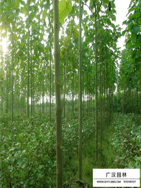 青銅樹科屬及習性