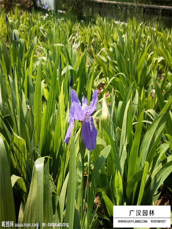 黃花鳶尾