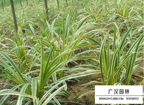 金邊萬年久圖片