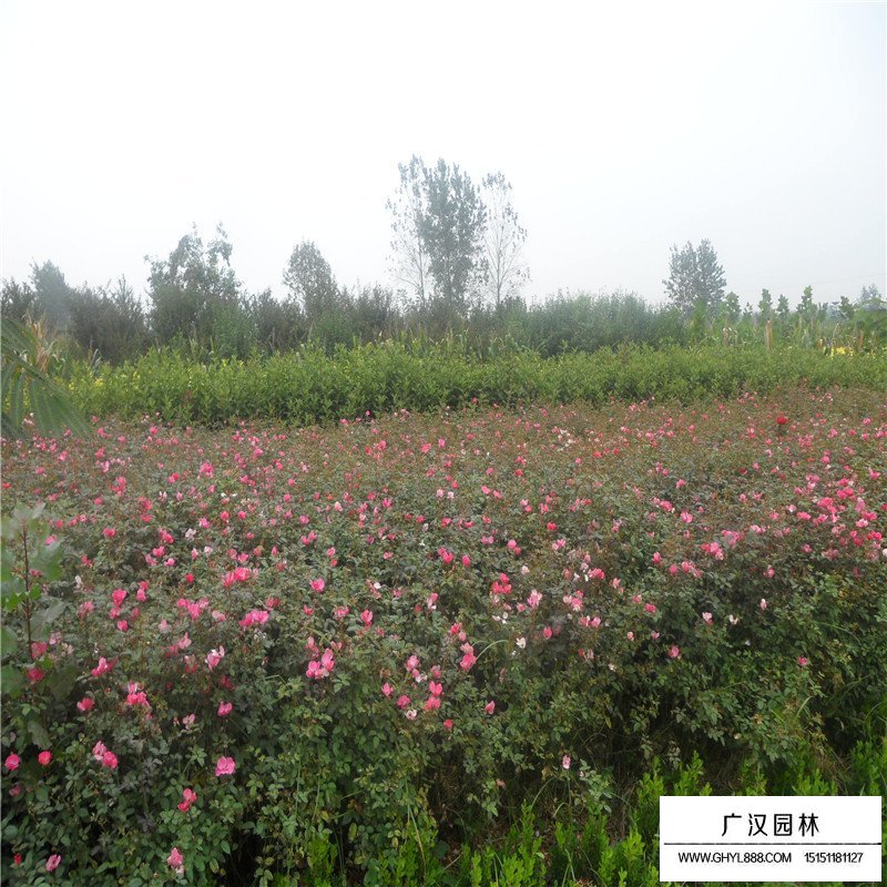 那有大串紅花藤本苗木？