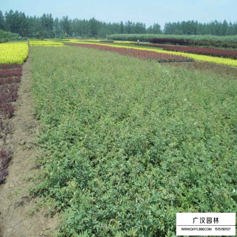 那有大串紅花藤本苗木？