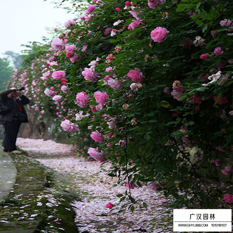 那有大串紅花藤本苗木？