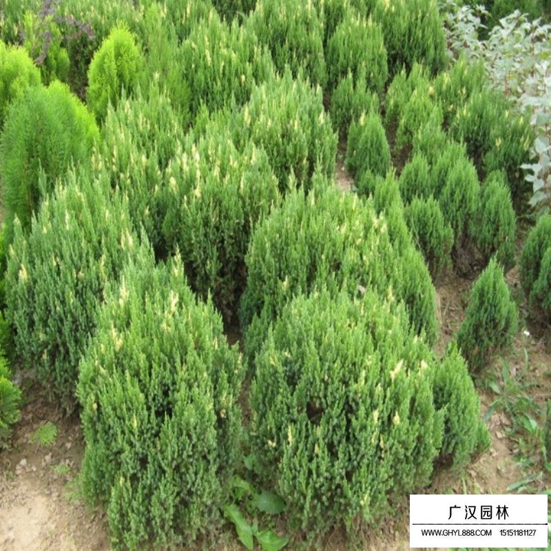 花柏球的園林用途