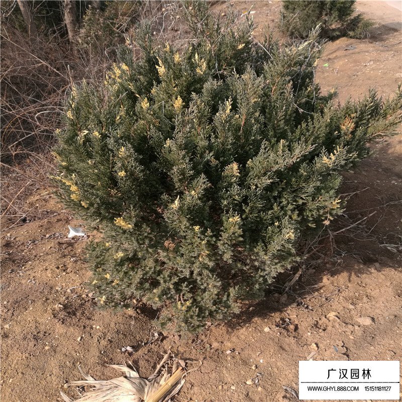 花柏球的園林用途