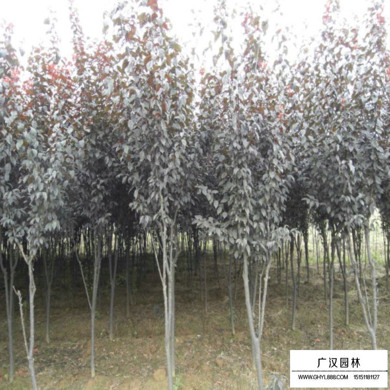 行道樹紫葉李種植基地