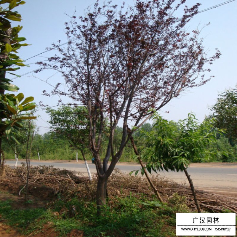 行道樹紫葉李種植基地