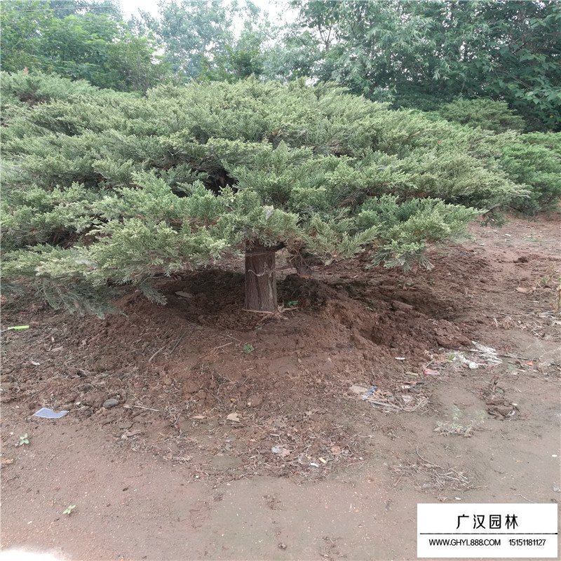 苗木地龍哪里多