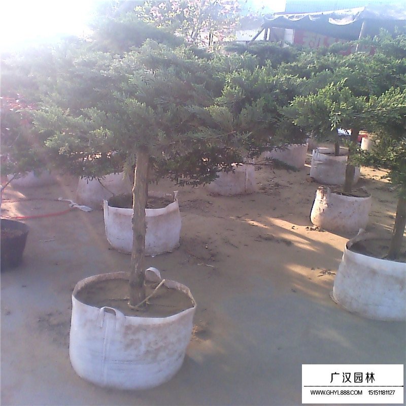 苗木地龍哪里多