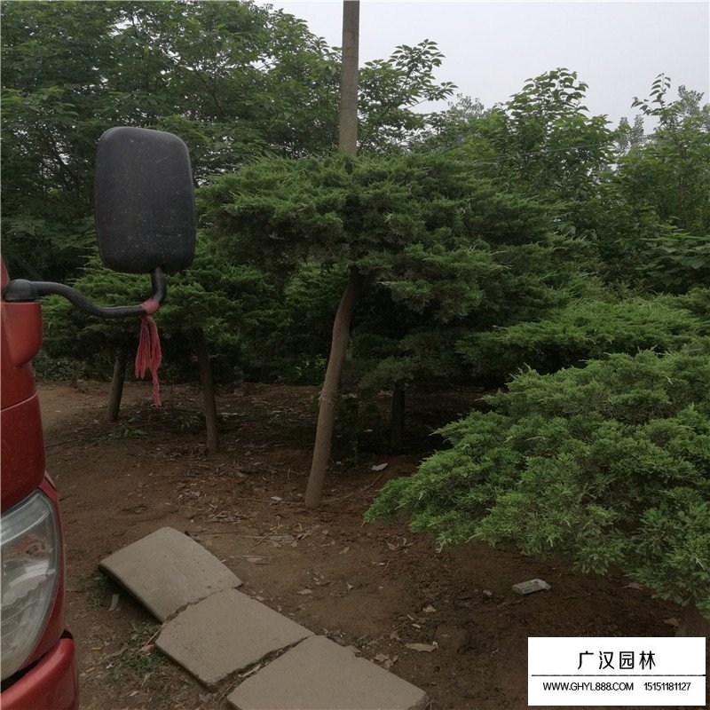 苗木地龍哪里多