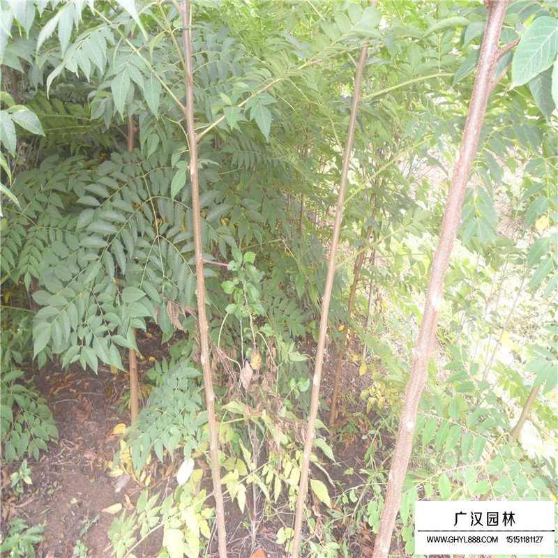苦楝樹的價格